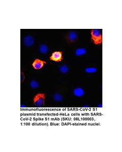 IFA of HeLa cell transfected with  SAR-CoV-2 Spike S1 mAb