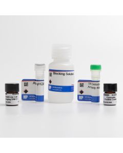 γH2AX Detection 488G