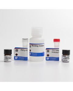 γH2AX Detection 560R