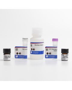 γH2AX Detection 650FR