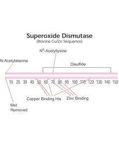 Superoxide dismutase