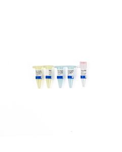 Taq DNA polymerase (5 U/µL)