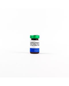 Peroxidase-Conjugated Goat Affinity Purified Antibody to Rabbit IgG (Whole Molecule) - 2mL