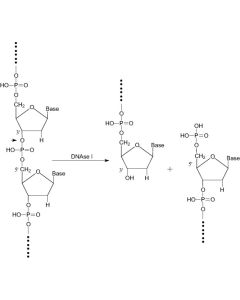 Deoxyribonuclease I, >50,000 U/mg 10 MU