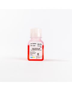 0.25% Trypsin (1:250) in Modified Hanks Balanced Salt Solution (HBSS)
