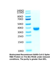 Biotinylated Recombinant SARS-CoV-2 Spike RBD Protein (C-His-Avi tag)