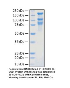Recombinant SARS-CoV-2 S1+S2 ECD Protein (His tag, pre-fusion+post-fusion state)