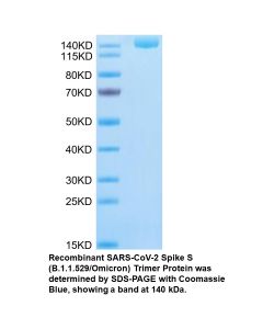 Recombinant SARS-CoV-2 Spike S (B.1.1.529/Omicron) Trimer Protein (His tag)