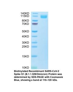 Biotinylated Recombinant SARS-CoV-2 Spike S1 (B.1.1.529/Omicron) Protein (C-His-Avi tag)