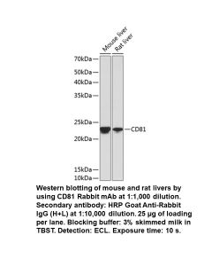 CD81 Rabbit Monoclonal Antibody