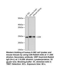 CD9 Rabbit Monoclonal Antibody