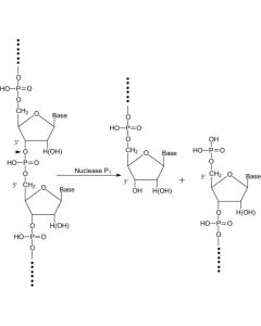 Nuclease P1, 500 UN