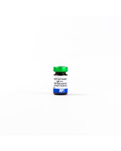 Anti-rabbit IgG (H + L) affinity-purified goat antibody, HRP Conjugated, 2 mL