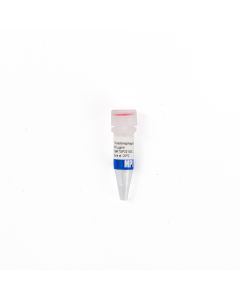 T4 bacteriophage gene 32 protein