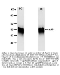 HRP IgG Goat Anti-Mouse IgG (H&L), 2 mL