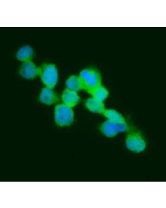 Immunofluorescence of Human THP1 Monocyte Cells<br>
Antibody: goat anti-human C3<br>
Dilution: 1:100 recommended (1:100-1:500)<br>
Fixation: 4% paraformaldehyde 5 minutes room temperature<br>
Antibody incubation: 1 hour at room temperature<br>
Cross 
