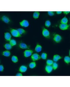 Immunofluorescence of Mouse J774A.1 Macrophage Cells<br>
Antibody: goat anti-guinea pig C3<br>
Dilution: 1:100 recommended (1:100-1:500)<br>
Fixation: 4% paraformaldehyde 5 minutes room temperature<br>
Antibody incubation: 1 hour at room temperature<b