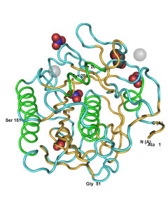 3d rendering of Proteinase K