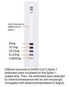 Anti-coronavirus (SARS-CoV-2) spike S1, mouse, mAb