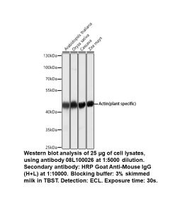 Mouse anti-Actin (plant specific) mAb