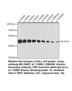 Rabbit anti-β-Actin mAb (High Potency)