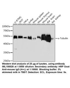 Mouse anti-α-Tubulin mAb