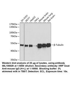 Mouse anti-β-Tubulin mAb