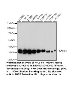 Mouse anti-GAPDH mAb (High Potency)