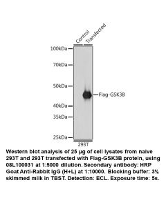 Rabbit anti-DDDDK Tag (FLAG Tag) mAb