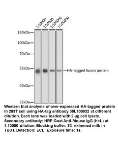 Mouse anti HA-Tag mAb