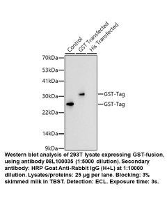 Rabbit anti-GST Tag mAb