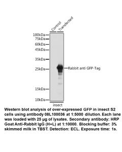 Rabbit anti GFP-Tag mAb