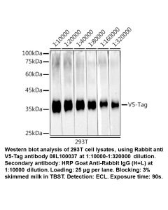 Rabbit anti V5-Tag mAb