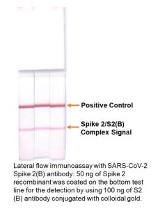 Lateral Flow Immunoassay with SARs-CoV-2 Spike 2(B): 50 ng of Spike 2 recombinant was coated on the bottom test line for detection by using 100 ng of S2(B) antibody conjugated with colloidal gold