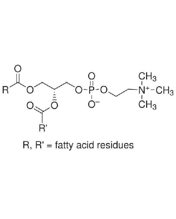 Lecithin
