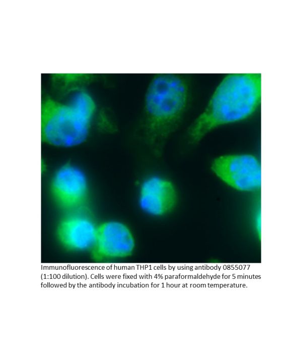 Anti-human IgA (alpha chain) goat IgG fraction, fluorescein-conjugated, 2 mL