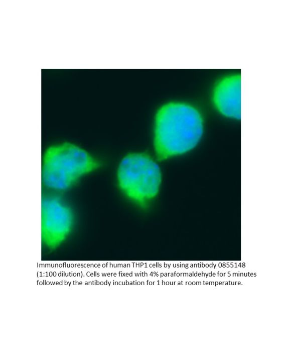 Anti-human IgG F(Ab')2 goat IgG fraction, fluorescein-conjugated, 2 mL