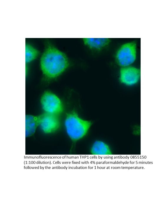 Anti-human IgG Fc goat IgG fraction, fluorescein-conjugated, 2 mL