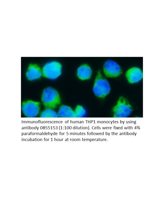 Anti-human IgM (5Fc µ) goat IgG fraction, fluorescein-conjugated, 2 mL