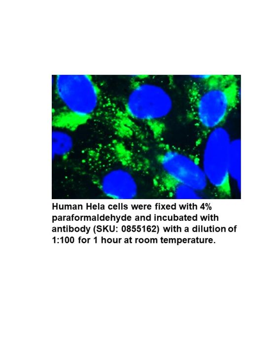 Anti-human albumin goat IgG fraction, fluorescein-conjugated, 2 mL