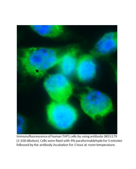 Anti-human IgD (delta chain) goat F(Ab')2 fragment, fluorescein-conjugated, 2 mL