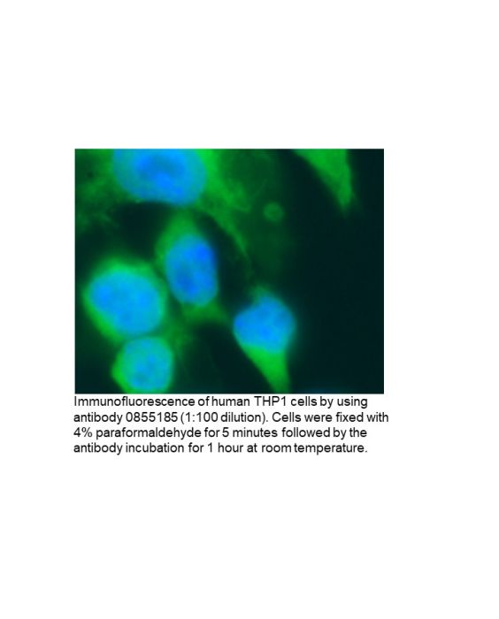 Anti-human IgM (5Fc µ) goat F(Ab')2 fragment, fluorescein-conjugated, 2 mL