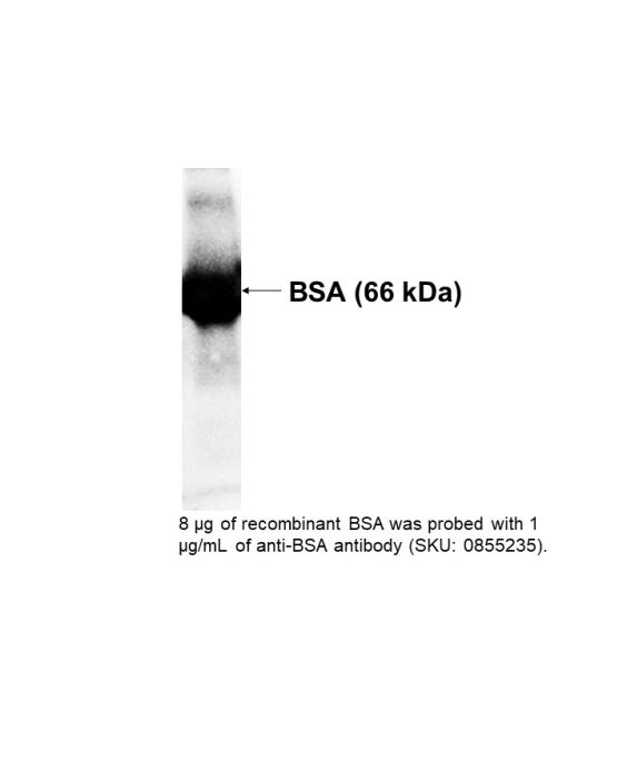 Anti-human albumin goat IgG fraction, peroxidase-conjugated , 2 mL