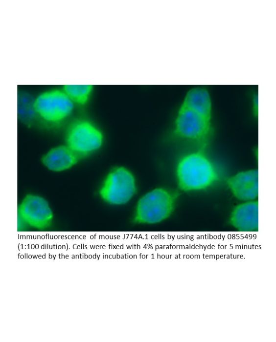 Anti-mouse immunoglobulins (IgG, IgA, IgM) goat IgG fraction, fluorescein-conjugated, 2 mL