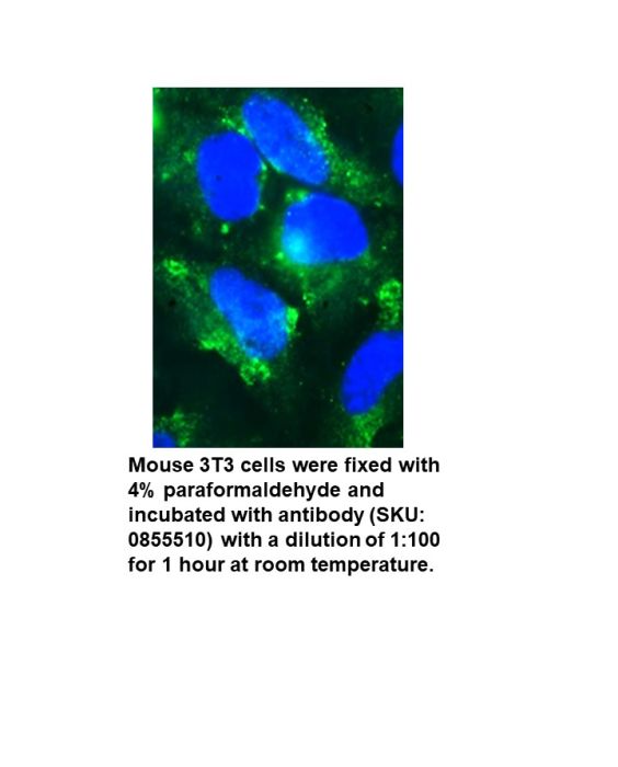 Anti-mouse complement C3 goat F(Ab')2 fragment, fluorescein-conjugated, 2 mL