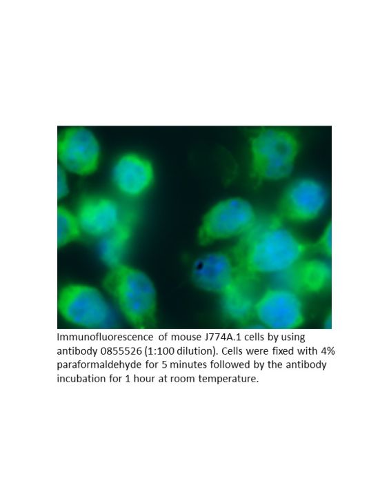 Anti-mouse immunoglobulins (IgG, IgA, IgM) affinity-purified goat F(Ab')2 fragment, fluorescein-conjugated, 2 mg