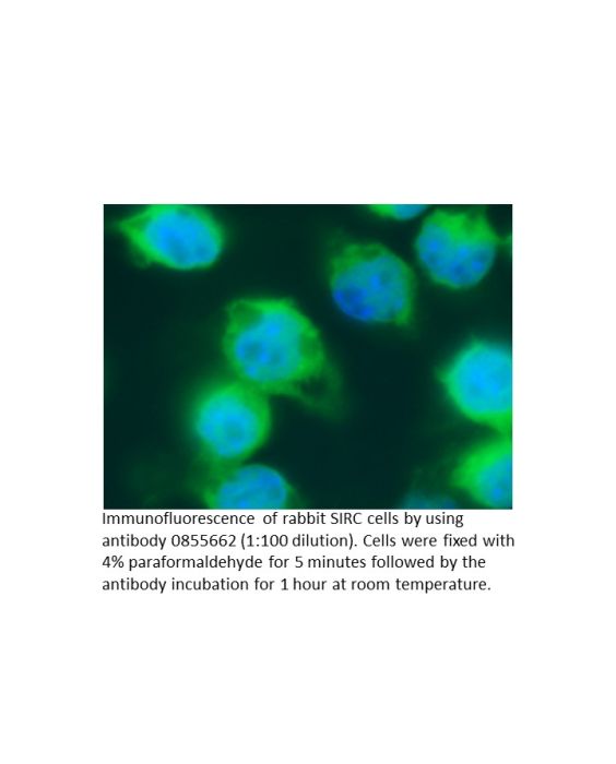 Anti-rabbit IgG (whole molecule) affinity-purified goat antibody, fluorescein-conjugated, 2 mg