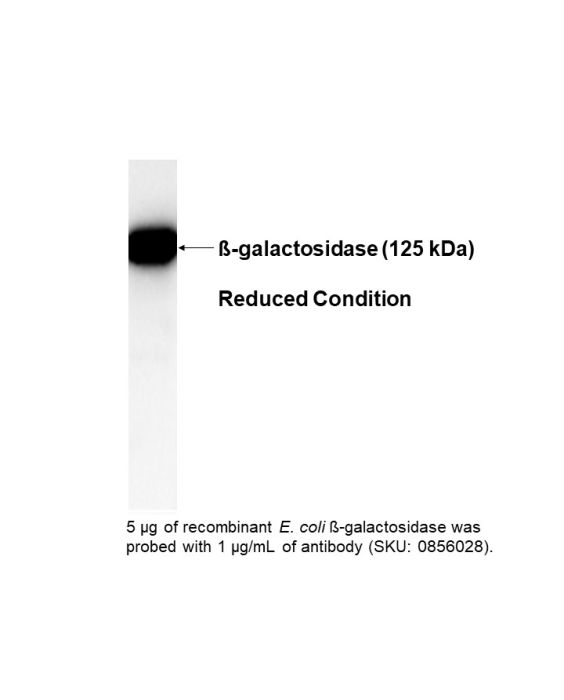 Goat IgG fraction anti-ß-galactosidase (no cross reactivity to E. coli), 1 mL