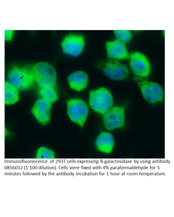 Anti-ß-galactosidase (no cross anti-E. coli) rabbit IgG fraction, fluorescein-conjugated, 2 mL