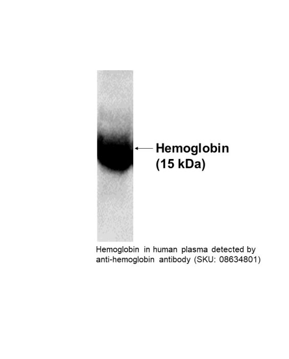 Anti-human hemoglobin monoclonal antibody from mouse, 0.5 mg